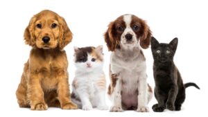 Honden en katten