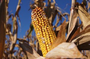mycotoxine in mais