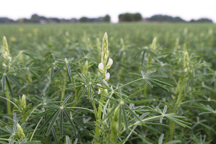 lupine, eiwitrijk gewas