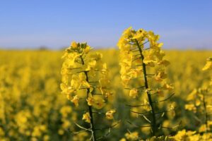 grain and oilseed