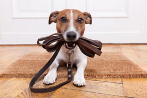 hond huisdier