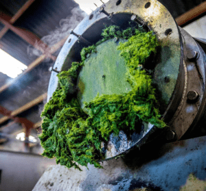 Grassa grasraffinage