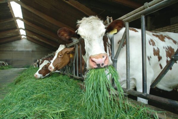 koeien eet gras in de stal