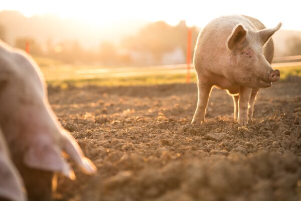 Duurzaam varken, buiten bij ondergaande zon.