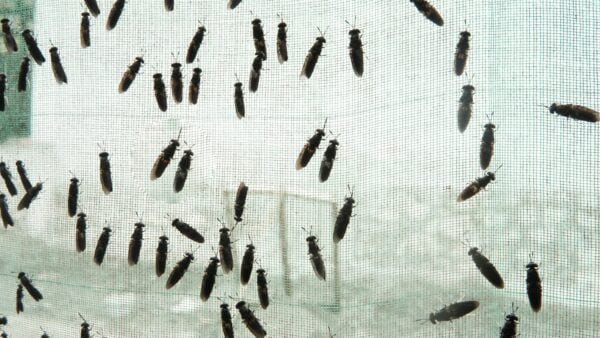 zwarte soldatenvliegen in insectenboerderij