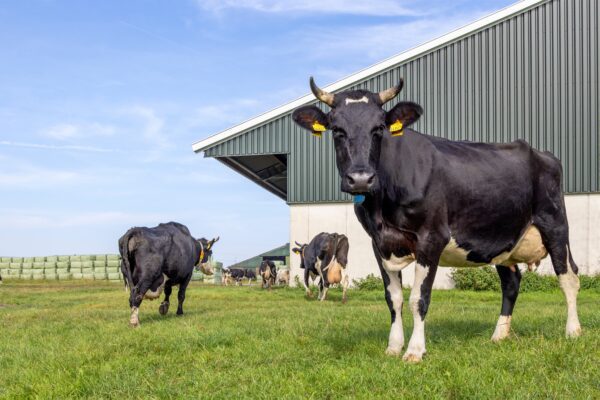 koeien in wei bij stal
