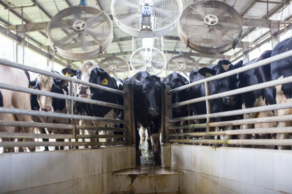 koeien in stal met grote ventilatoren tegen hittestress
