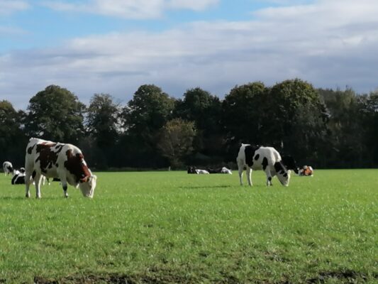 koeien in weiland