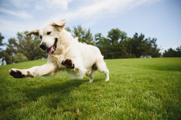 blije gezonde hond