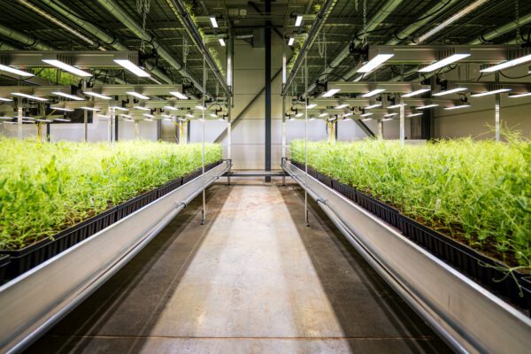 groeikamer soja Protealis