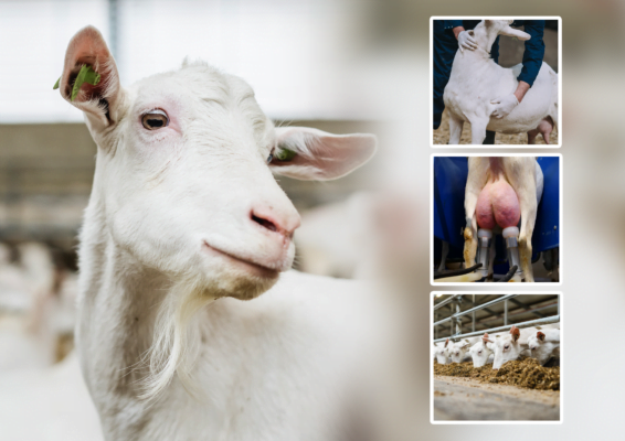 Foto van geit die opzij kijkt, met daarnaast 3 kleine foto's hierop staan ook geiten