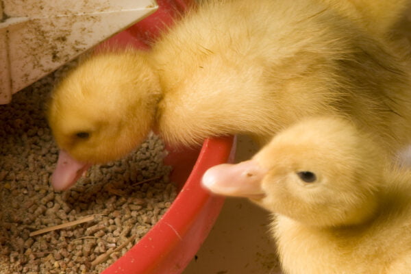 kuikens van Pekingeenden die eten