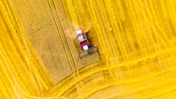 Luchtfoto van combine in graanlandschap terwijl hij aan het oogsten is