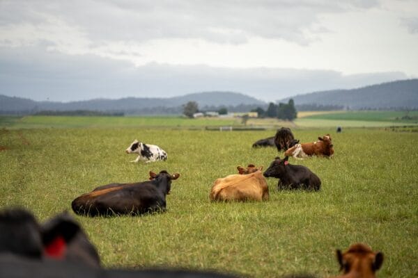 koeien in weiland engeland