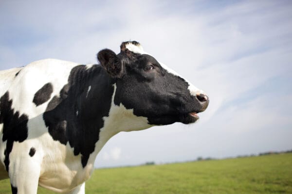 Koe in de wei met blauwe lucht