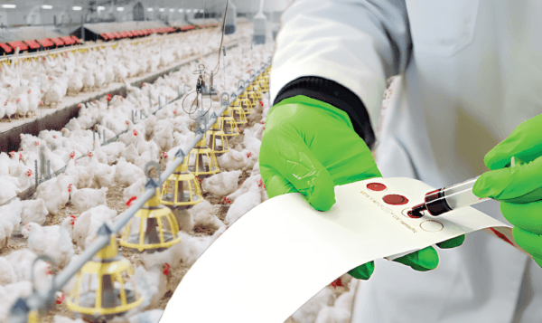 Laborant neemt bloedmonsters af in vleeskuikenstal