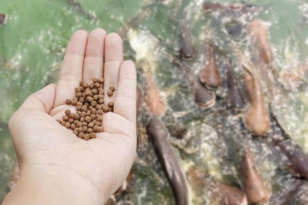 hand met visvoer en vissen