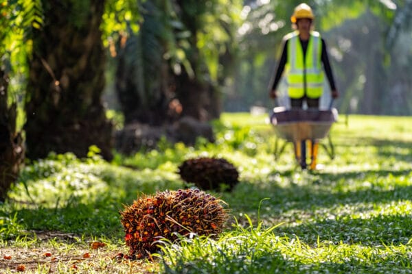 foto van man in palmolieplantage