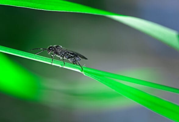 insect black soldier fly