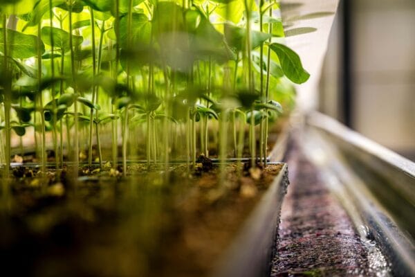 sojaplantjes Protealis