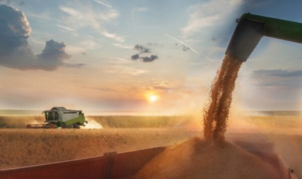 Oogst van granen