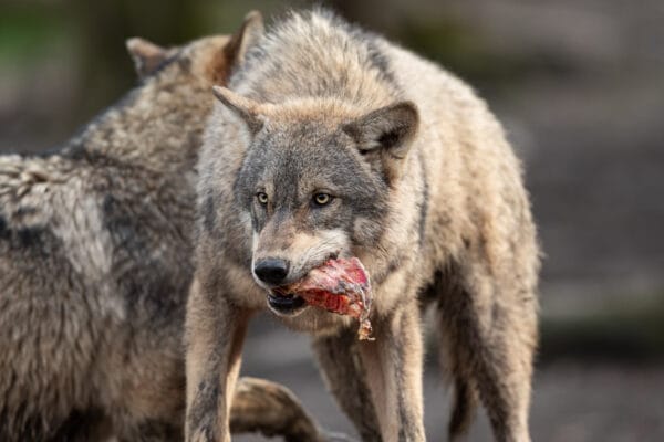 Leren van voeding wolven