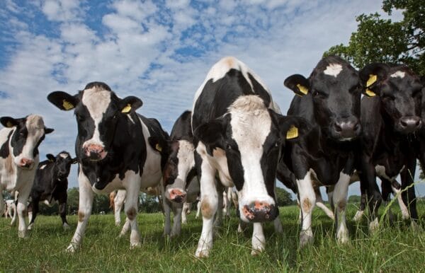 koeien broeikgasgassen