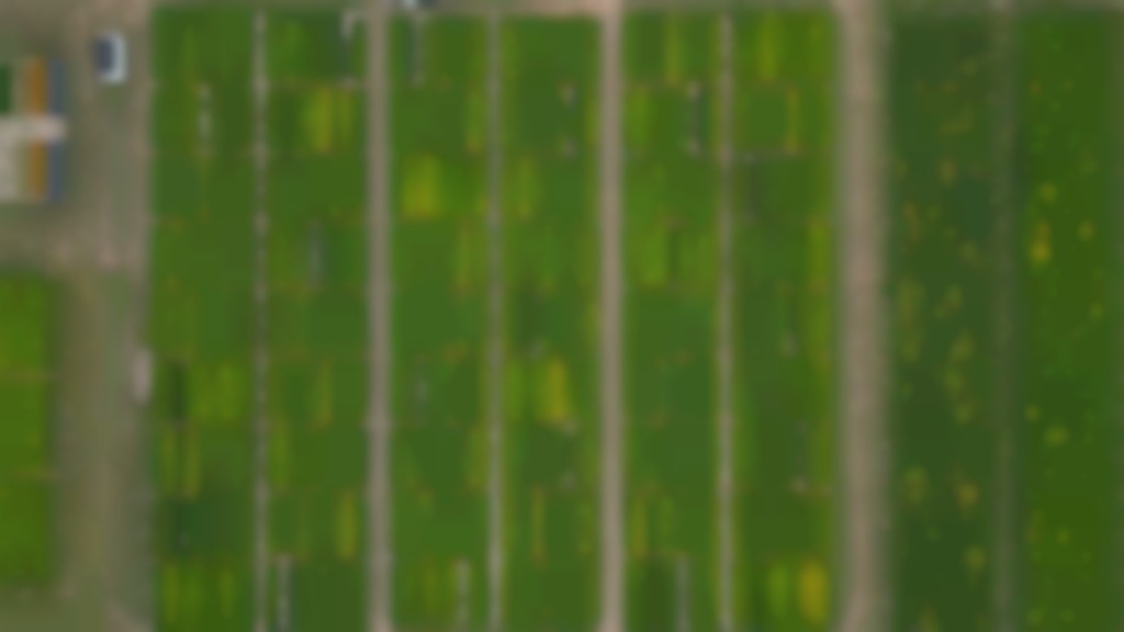 Sojarassen Merelbeke-Melle