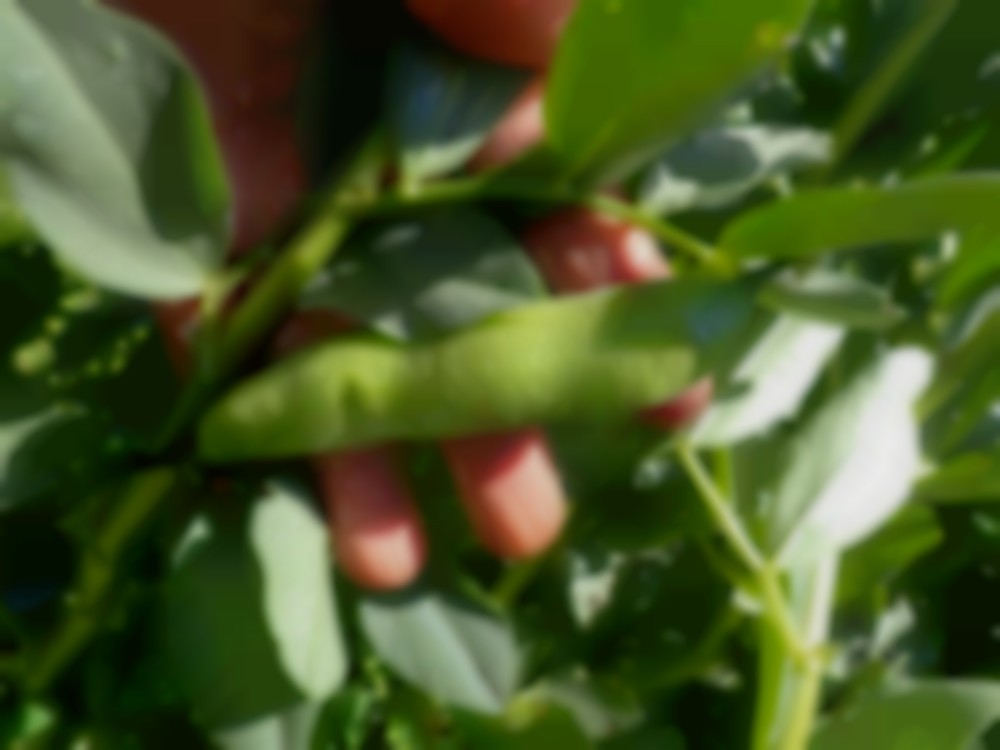 plantaardige eiwitten in petfood
